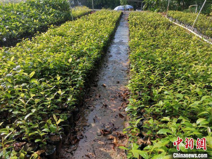 國(guó)家一級(jí)保護(hù)植物豬血木在廣東陽春實(shí)現(xiàn)人工擴(kuò)繁