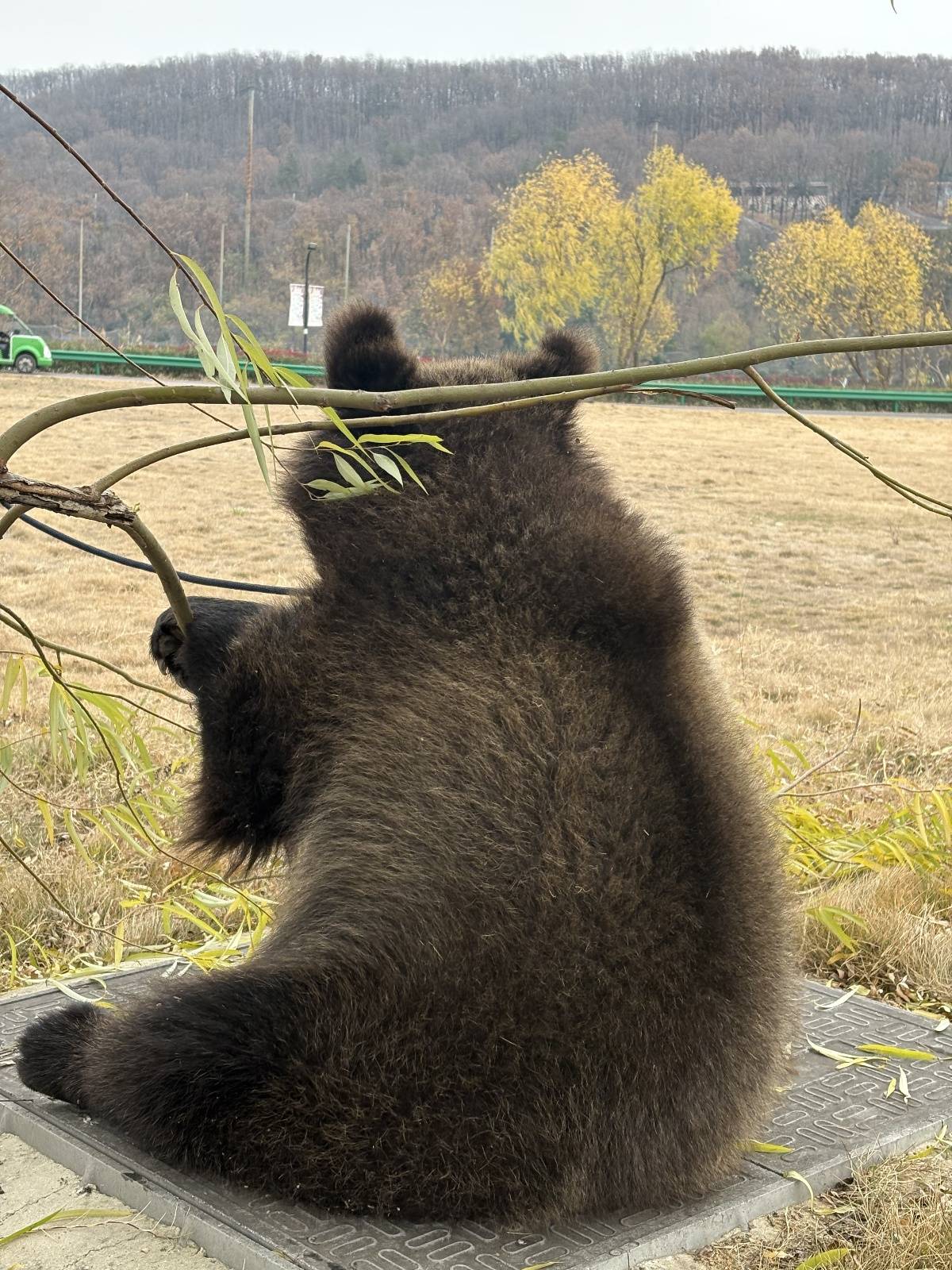 武漢女飼養(yǎng)員與棕熊“打架”引熱議，回應(yīng)：為了它以后更好融入大熊區(qū)，有意識地訓(xùn)練