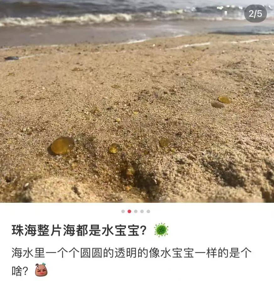 海邊密集出現(xiàn)“爆爆珠”？廣州、深圳等多地發(fā)布提醒